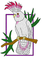 Cockatoo1