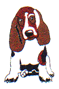 Bassett Hound